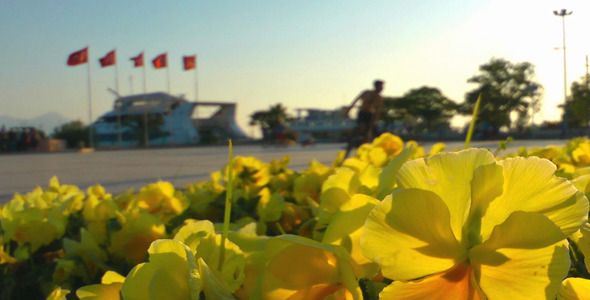 Yellow Flowers