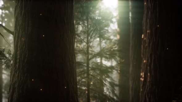 Wild Pine Forest at Sunrise