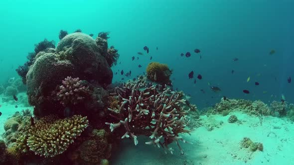 Coral Reef and Tropical Fish. Panglao, Philippines.