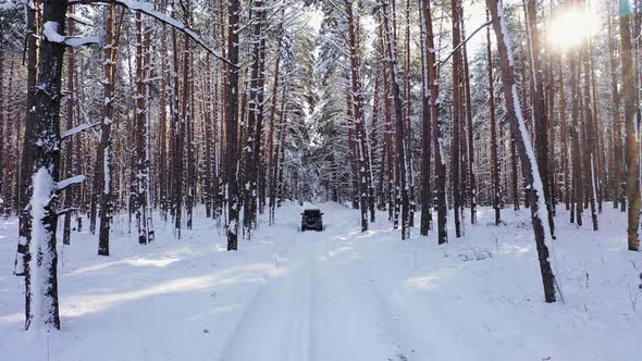 SUV Car Drives Through a Winter Forest on a Sunny Day