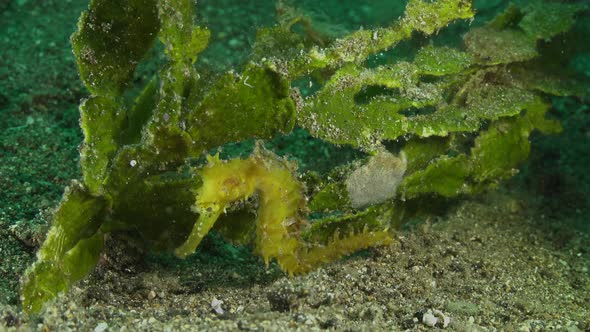 Yellow thorny seahorse in front of sea grass. A wide angle shot of a yellow thorny seahorse in front