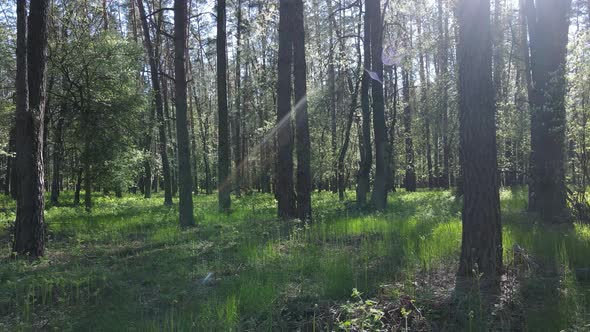 Green Forest During the Day Aerial View