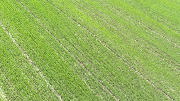 Lines in the agricultural field after spraying 4K aerial video