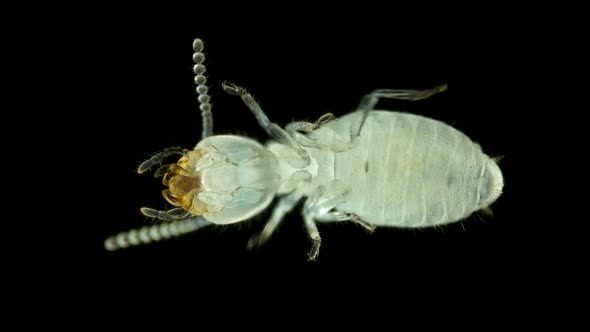 Termite (Isoptera) Reticulitermes Speratus Under a Microscope, Family Rhinotermitidae