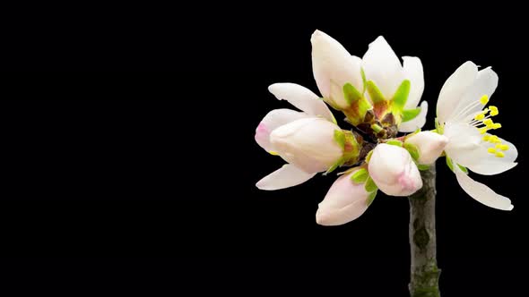 Almond Blossom Timelapse Isolated 7