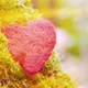 Red heart on a tree trunk - VideoHive Item for Sale