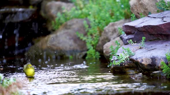 A Yellow Warbler splashing and playing in a shallow creek - slow motion