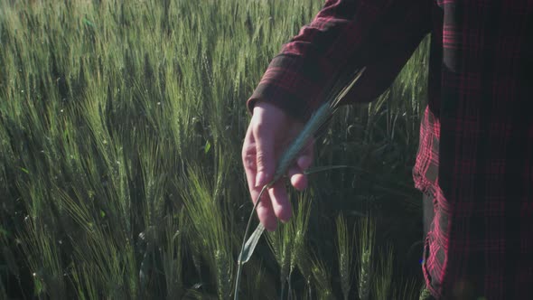 Young Woman Farmer Touches the Sprout of Green Wheat with His Hand Checks the Condition of the Plant