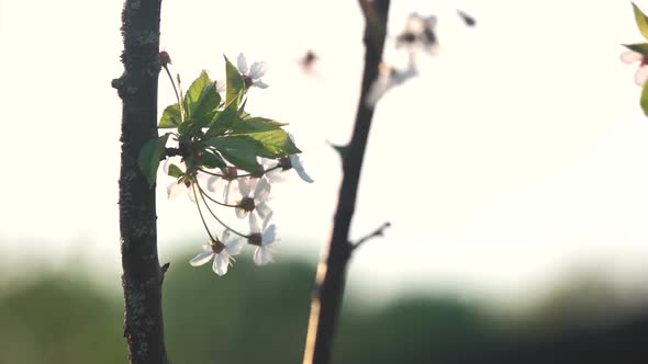 Branches with White Flowers on Blurred Background
