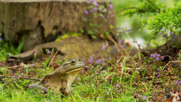 Frog Sitting on Grass From Side Against the Background of a Stump Zoom Out