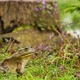 Frog Sitting on Grass From Side Against the Background of a Stump Zoom Out - VideoHive Item for Sale