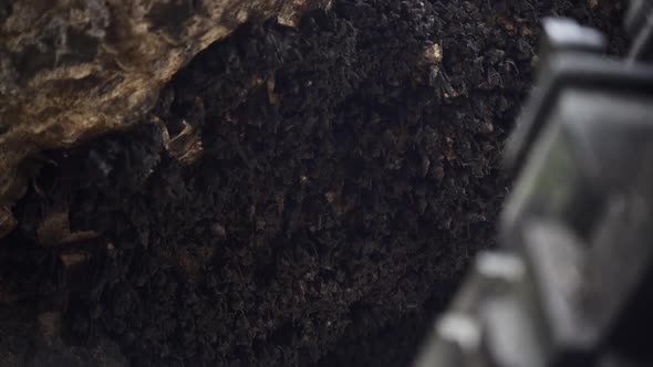 Colony of Bats Hanging From the Ceiling Along Goa Lawah Temple