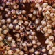 dry sorghum rotation - VideoHive Item for Sale