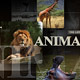 African Animals - VideoHive Item for Sale