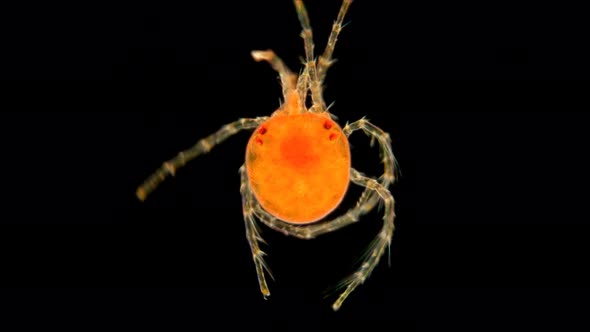 Mite Hydrachnidia Under the Microscope