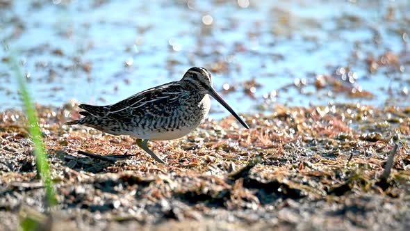 Common Snipe Slow Motiona Close Up