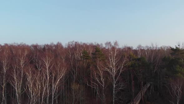 Flight Over Thick Forest