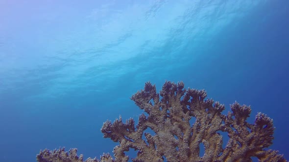 Blue Water Waves and Hard Coral