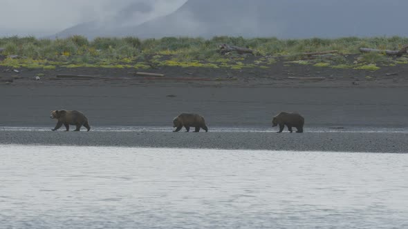 Wide Shot Tracking Grizzly Bears Walking Along Shore