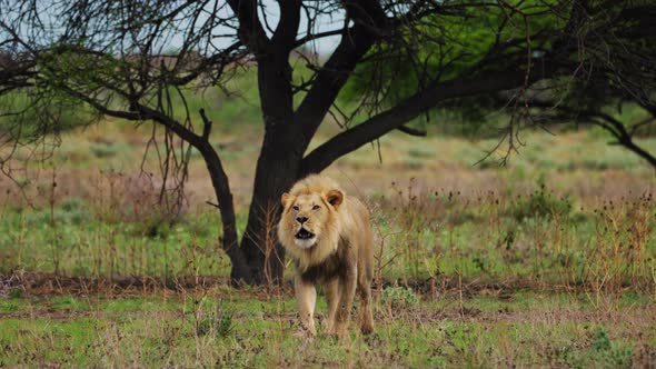 Lion Walking In The Savannah In Central Kalahari, Botswana - wide shot