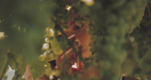 Young woman picking grapes on the vineyard