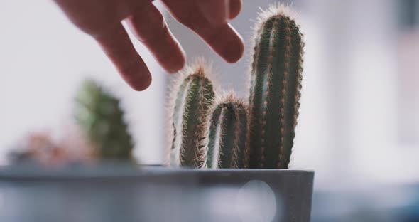 Young male hands touching cacti