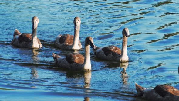 Young swans and their parents swim in the pond