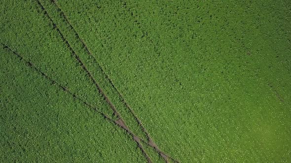 Top Aerial View on Green Blooming Plants on Field, Moving Down Shot