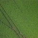 Top Aerial View on Green Blooming Plants on Field, Moving Down Shot - VideoHive Item for Sale