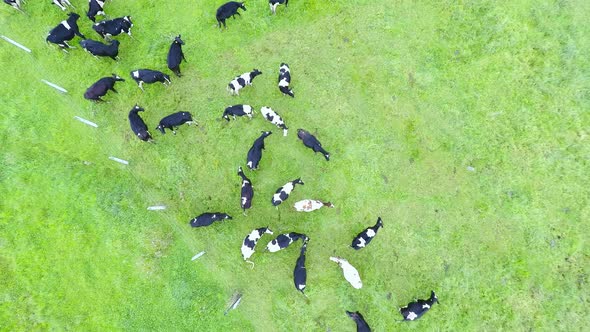 Cows on the Andes Mountains