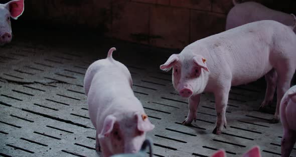 Pigs at Livestock Farm Pork Production Piglet Breeding