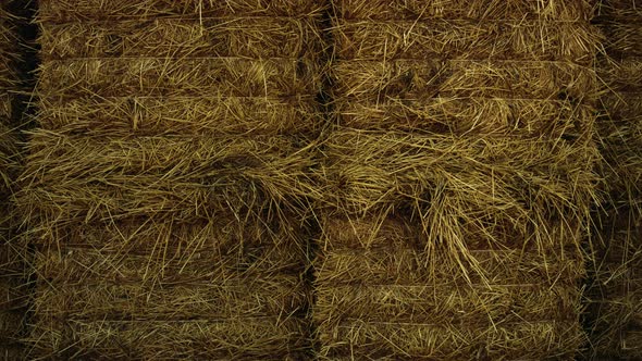 Heap Hay Lying Wheat Field on Cropping Season Closeup