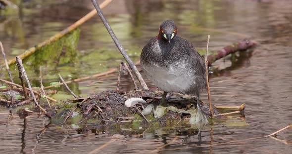 Little Grebe Jumps on the nest from water preens and sits to incubate the eggs