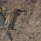 European Beeeater or Merops Apiaster - VideoHive Item for Sale
