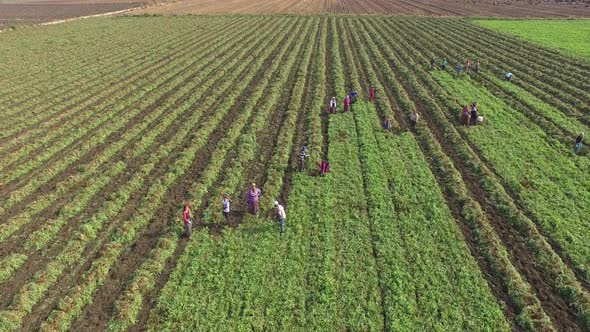 Women Harvesting in the Large Field at the Flat Plain