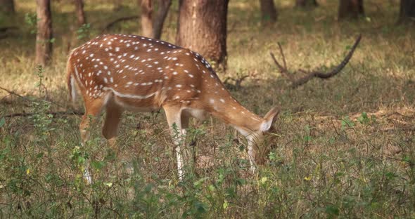 Beautiful Female Chital or Spotted Deer Grazing in Ranthambore National Park, Rajasthan, India