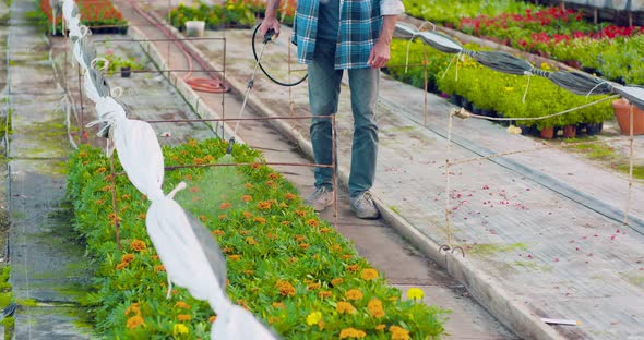 Pesticide Sprayed on Flowering Plants at Greenhouse
