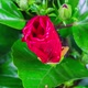 National flower of Malaysia. Time lapse of a blooming hibiscus.  - VideoHive Item for Sale