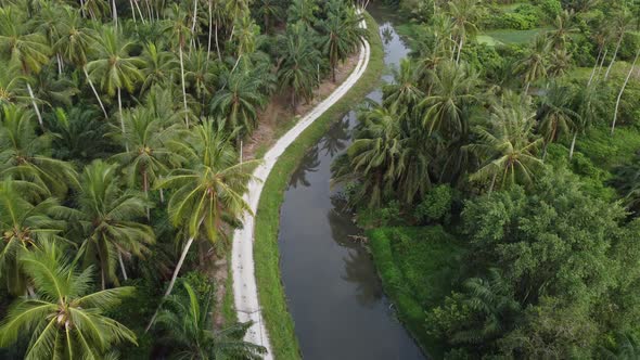 Aerial fly over river in agriculture coconut palm tree