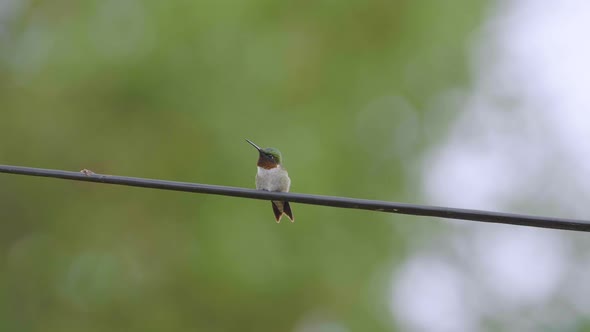 Cute ruby-throated hummingbird flashes its throat plumage and then poops. Close up shot.