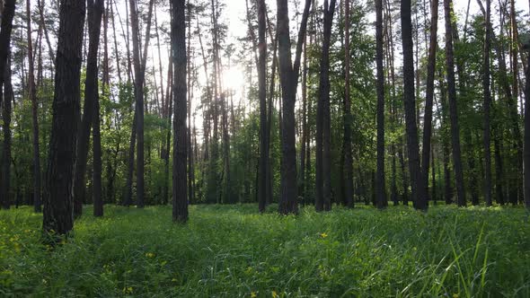 Wild Forest Landscape on a Summer Day