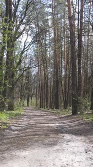 Vertical Video of a Road in the Forest Slow Motion