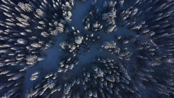 Cinematic Aerial View of a Cold Snowcovered Forest at the Top of a Hill