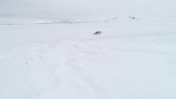 Fox in the wildlife