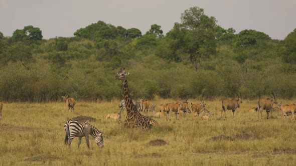 Common eland herd, a giraffe and zebras