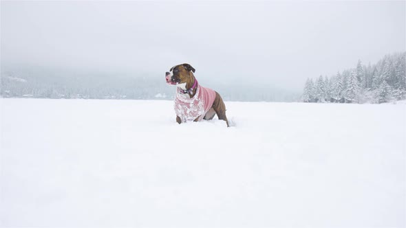 Dog Playing in the Snow