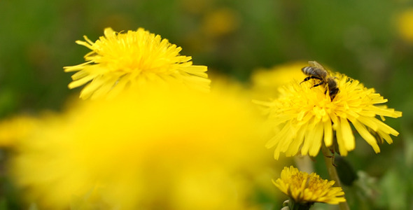 Bee On Dandelion