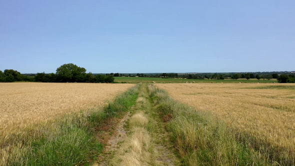 Way in a wheat field with a drone