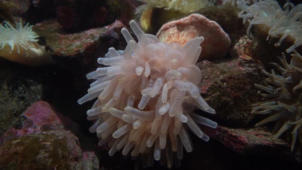 Close up shot Sea Anemone slowement, coral reef - Underwater