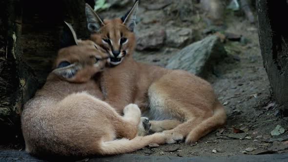 Young Caracal (Caracal caracal). Playings cubs Caracal.